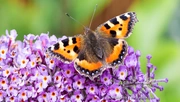 Schmetterling auf Blüten